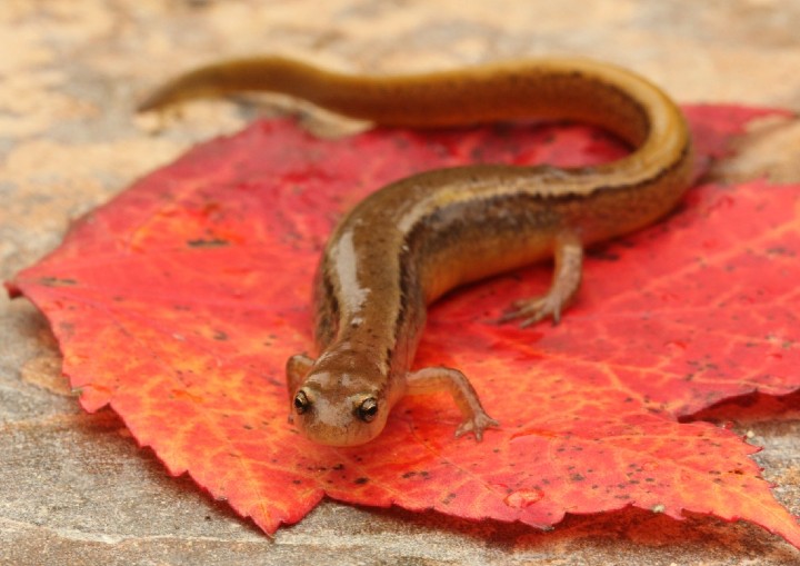 Northern Two-lined Salamander